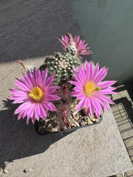 Echinocereus pulchellus weinbergii